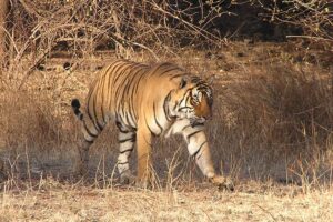 Bengal Tiger photographed at Ranthambore Reserve in India. Credit Maria Allen