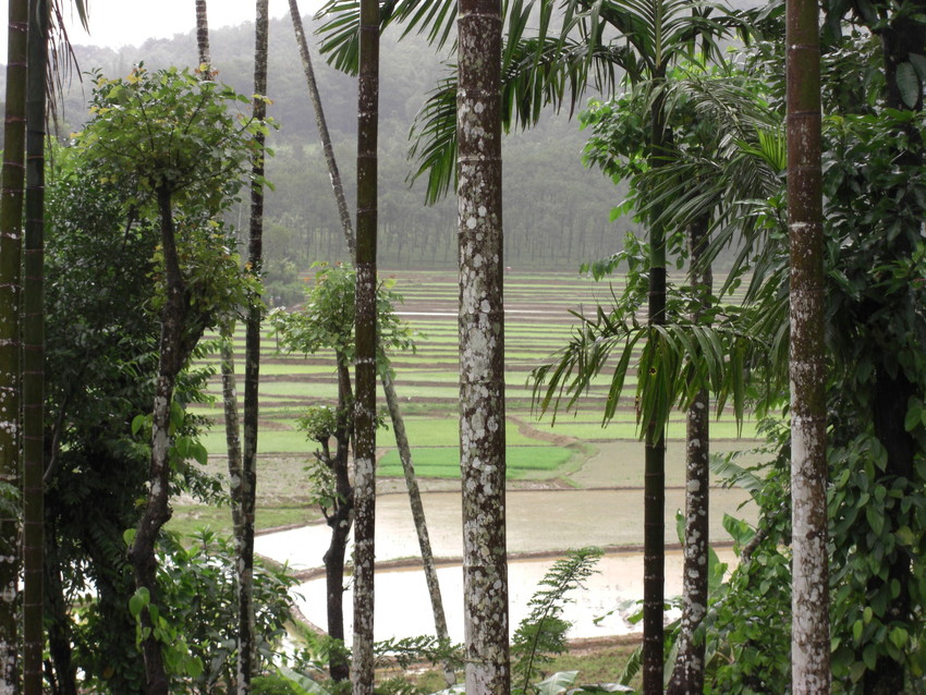 Bonnet Macaque habitat: Kerala forest edge and agricultural land Credit Edwina, WLT.