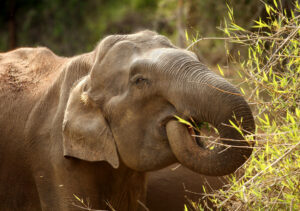 A wild Asian elephant eats bamboo in the Nagarhole National Park, southern India. Credit David Bebber
