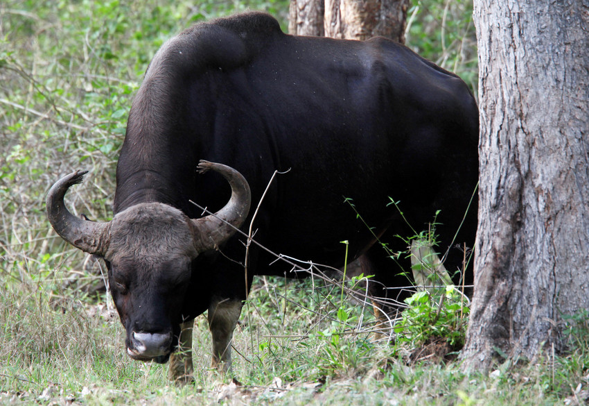 Wild cattle known as Gaur in the Nagarhole National Park in southern India. Credit David Bebber.