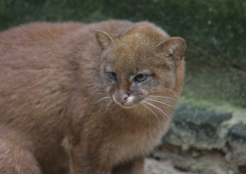 Jaguarundi: Species in World Land Trust reserves