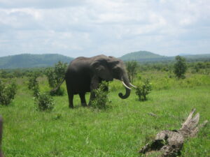 African Elephants at Mikumi National Park. Credit Ruth Canning. Tanzania