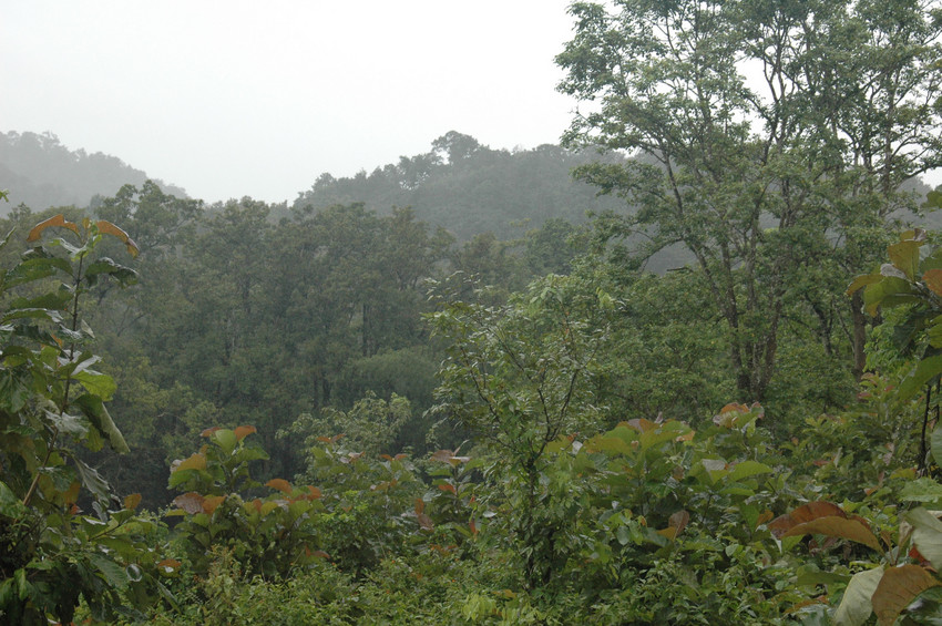 Tirunelli-Kudrakote Corridor, India, tiger habitat. Credit Kirsty Burgess