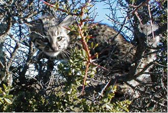 Geoffroy's Cat stares from a tree