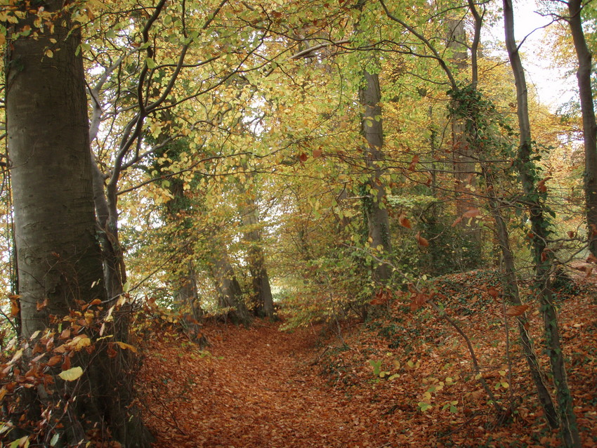 Kites Hill UK Beech Woodland