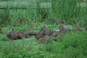Capybara group, REGUA, Brazil. Credit Chris Morris