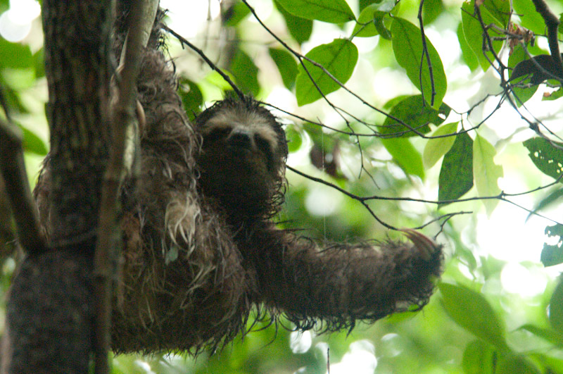 Brown-throated Three-toed Sloth with arm extended at REGUA. Credit Patricia Harvey