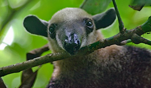 The Tough-Skinned Tamandua Is Hard as Nails 