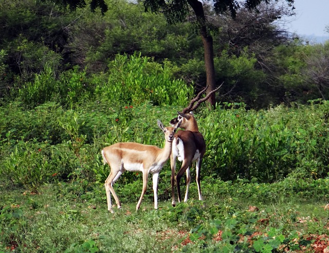 A pair of Blackbuck at Rannebennur, Karnataka, India