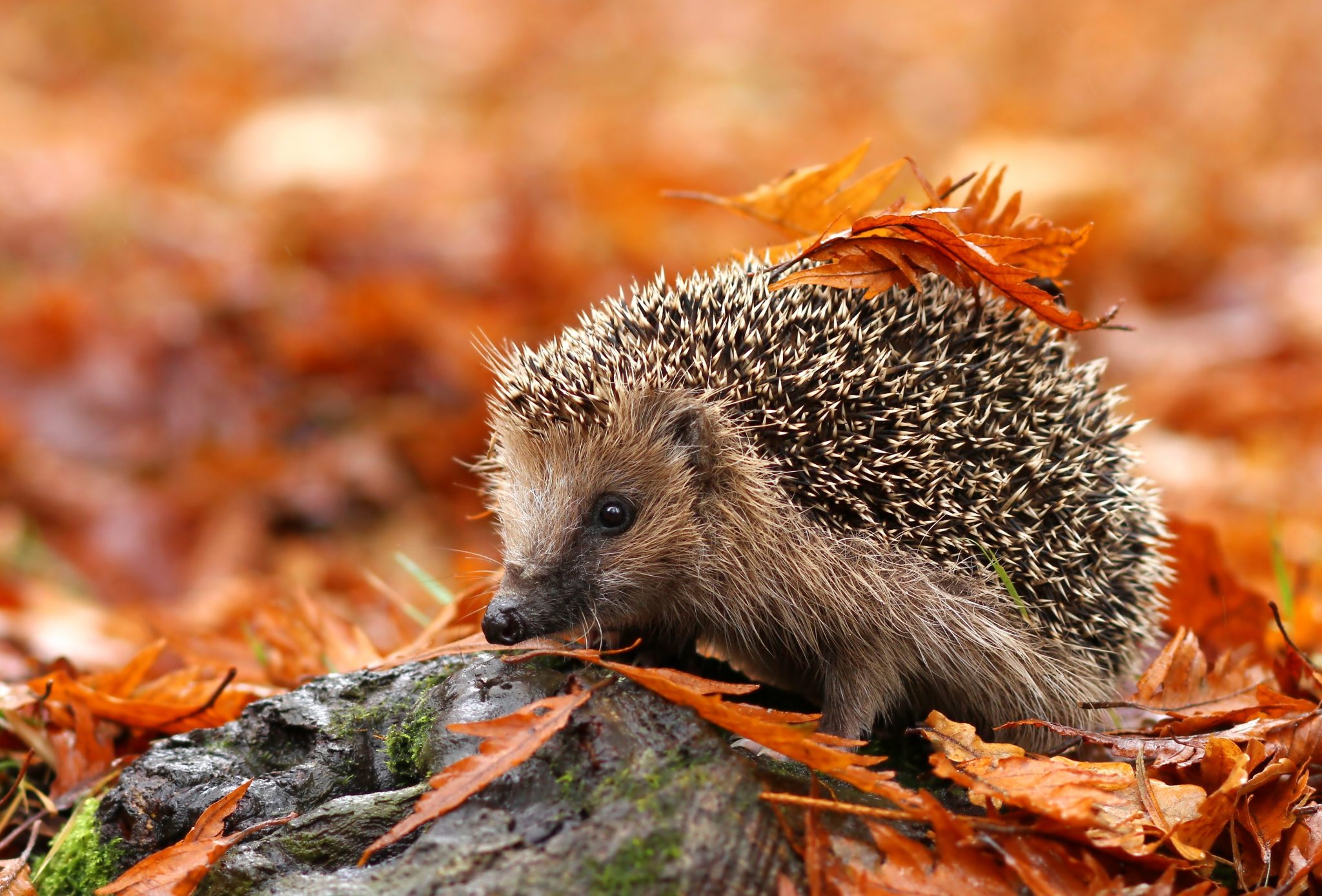 Hedgehog in autumn leaves