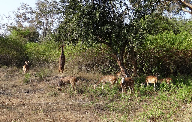 Chital at scrub edge, India. Pixabay sarangib no attribution required