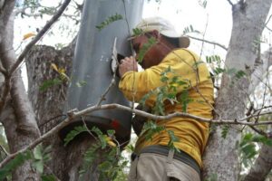 Keeper of the Wild Pablo Antoniao Millan works to protect a nest site of the Yellow Shouldered Parrot, Margarita Island Venezuela. Credit Provita.