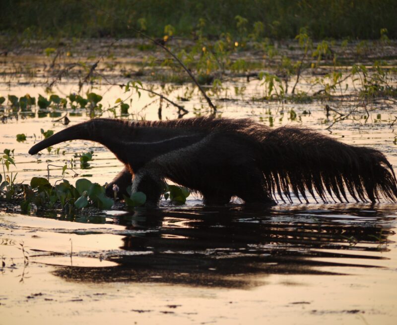 giant-anteater-bolivia