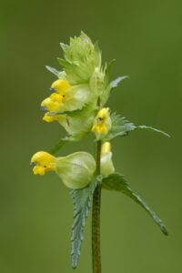 Yellow Rattle (northeastwildlife.co.uk)