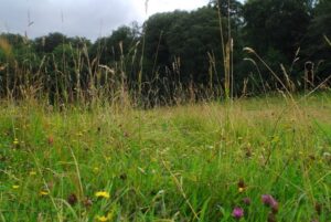 Kites Hill meadow