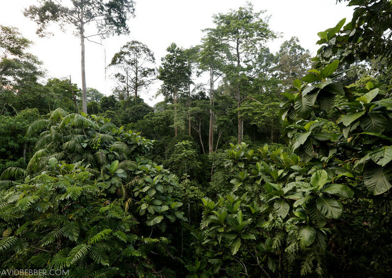 Lower Kinabatangan Floodplain Credit David Bebber