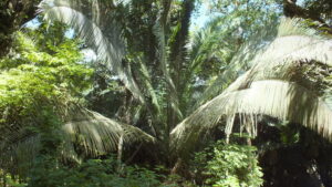 Tropical forest at La Milpa, Rio Bravo Conservation and Management Area, Belize, credit WLT / Christina Ballinger