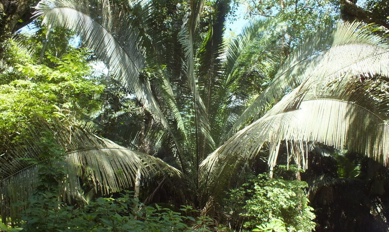 Tropical forest at La Milpa, Rio Bravo Conservation and Management Area, Belize, credit WLT / Christina Ballinger