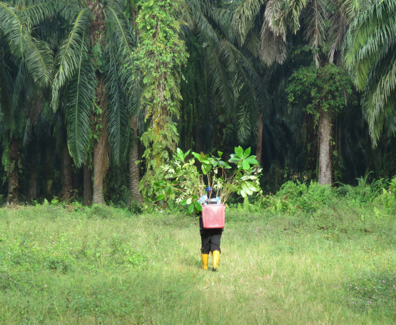 Reforestation-project,Keruak-Corridor. ©HUTAN