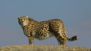 Asiatic Cheetah, Iranian Cheetah Society, credit M Eslani