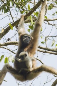 Western Hoolock Gibbon