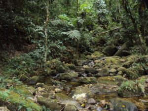 REGUA, Brazil. Forest stream. Credit REGUA