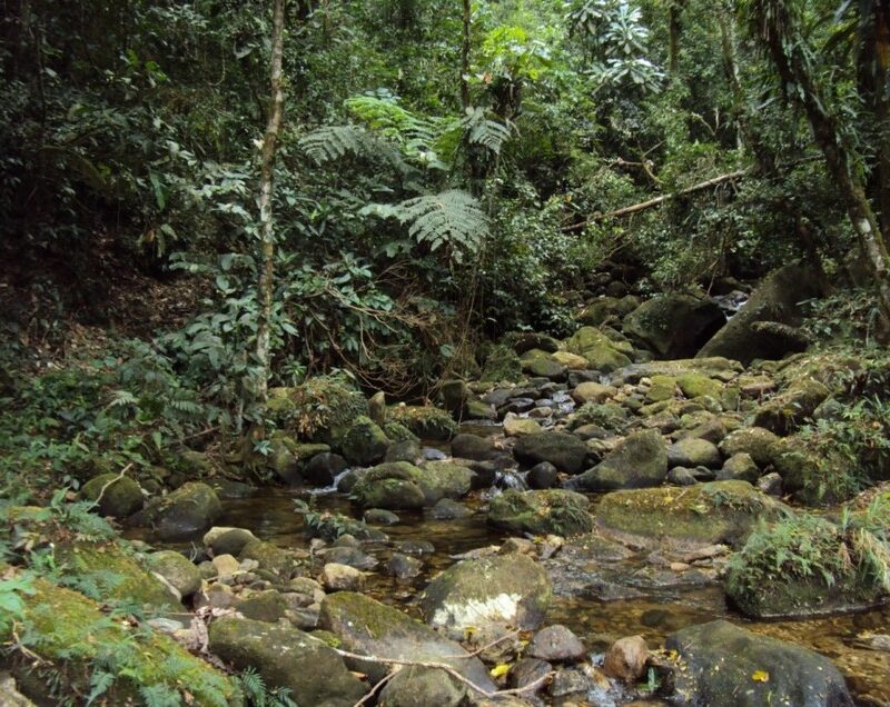 REGUA, Brazil. Forest stream. Credit REGUA