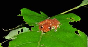 Spotted Tree Frog (Nyctixalus pictus) Malaysian Borneo. Credit HUTAN/Eddie Ahmad