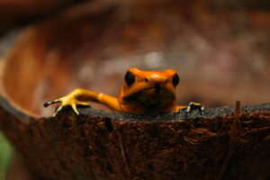 Golden Poison Frog, Rana Terribilis Reserve, Colombia. Credit ProAves.