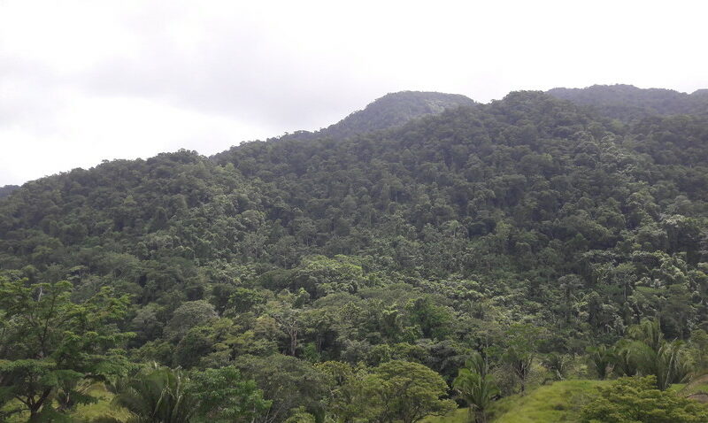 Forested Mountainside, Sierra Santa Cruz, Guatemala, credit Fundaeco