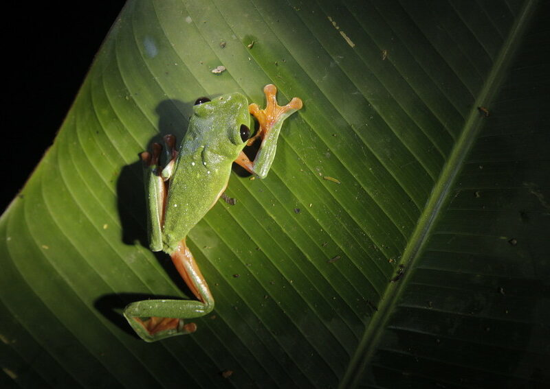 Black-eyed Leaf Frog: Species in World Land Trust reserves