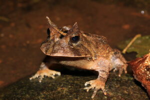 Smooth Horned Frog at REGUA, Brazil. Three-quarters view. Credit Chris Knowles.