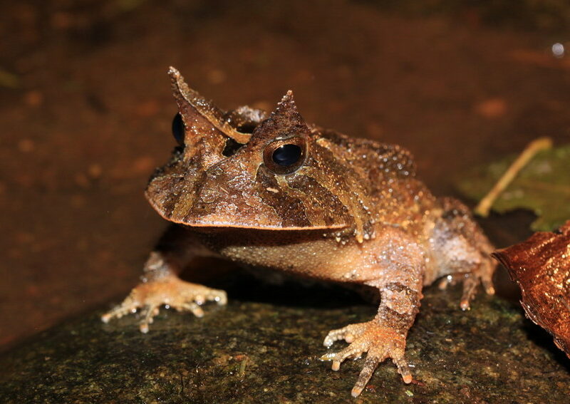 Smooth Horned Frog at REGUA, Brazil. Three-quarters view. Credit Chris Knowles.