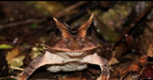 Smooth Horned Frog at REGUA, Brazil. Credit Chris Knowles.