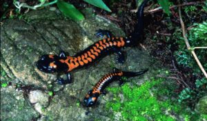 Bells False Brook salamander, Sierra Gorda, Mexico. Credit Roberto Pedraza Ruiz.