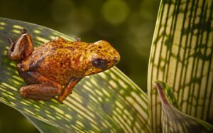 Diablito poison frog. Credit Shutterstock.