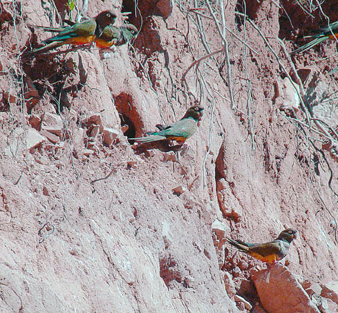 Burrowing parrots at nest sites near Melado Valley Credit: Dick Culbert from Gibsons, B.C., Canada