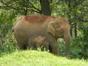 Elephant and calf in Tirunelli-Kudrakote Corridor, India. Credit Ramith @ WTI