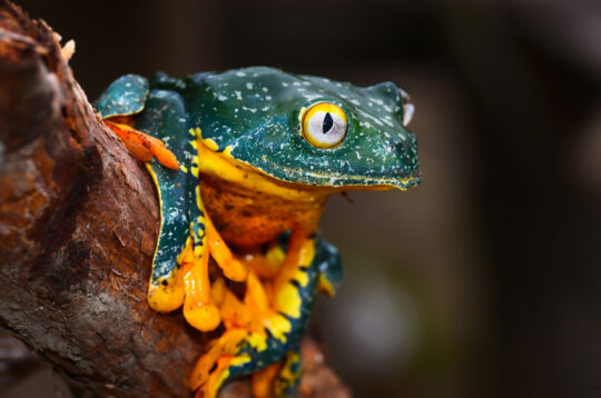 Frog at Nangaritza. Credit Trotsky Riera Vite, NCI