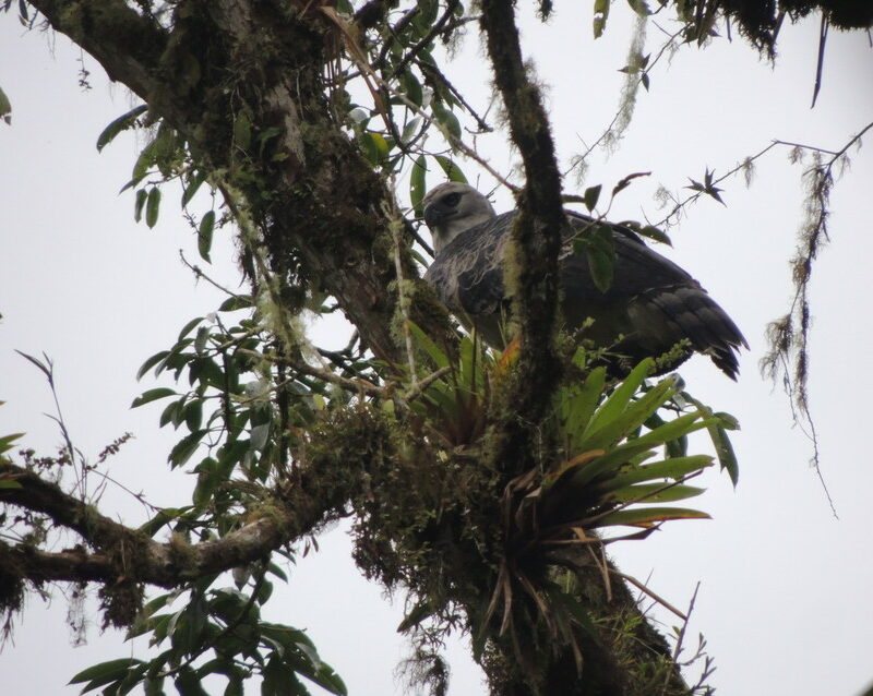 Factsheet: Harpy eagle (Harpia harpyja)