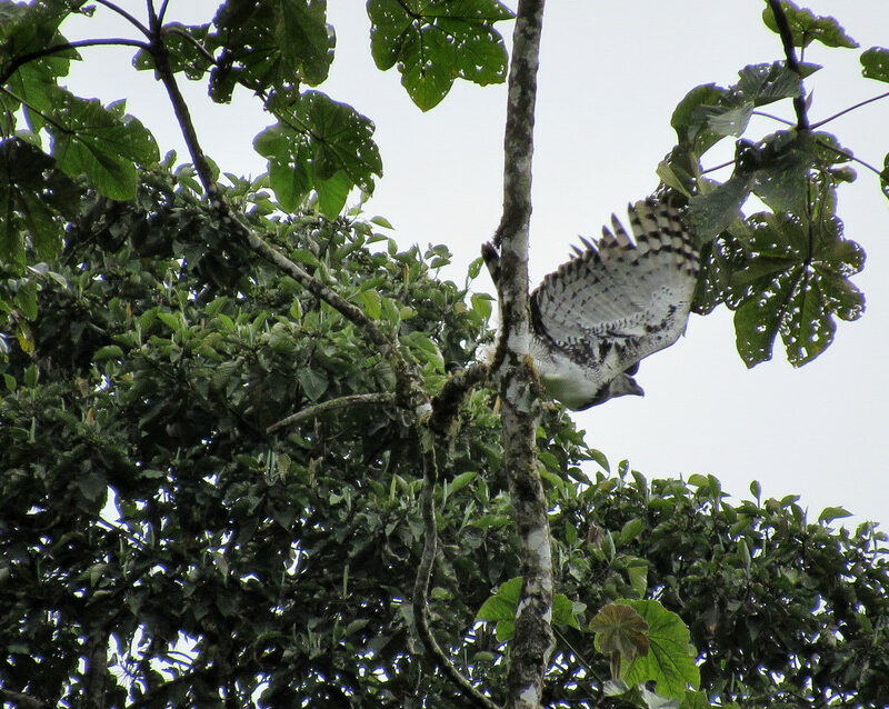 Harpy Eagle taking off, Narupa, Ecuador. Credit Geronimo Tanguila/Jocotoco