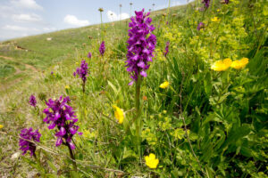 The Caucasus Wildlife Refuge in flower, Armenia. Credit David Bebber