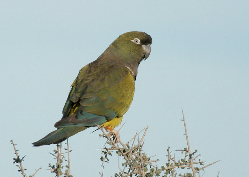 Burrowing Parrot, Argentina. Credit Lee Dingain