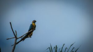 Single Blue-throated Macaw perches at Barba Azul. Credit Tjalle Boorsma/Asociacion Armonia