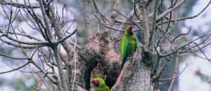 Great Green Macaws in Cerro Blanco Protected Forest, Ecuador, Credit Pete Oxford