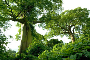 Ceiba Trees at Cerro Blanco, Ecuador. Credit ProBosque