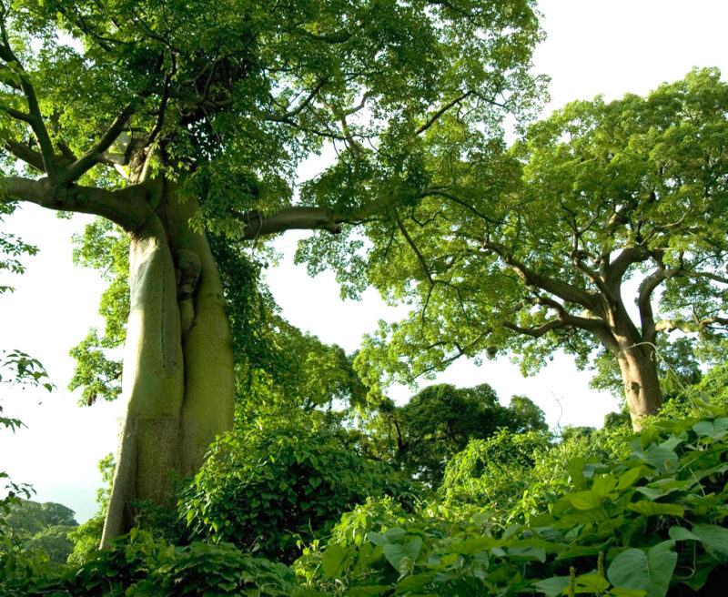 Ceiba Trees at Cerro Blanco, Ecuador. Credit ProBosque