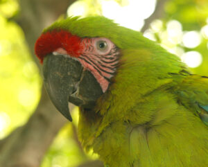 Great Green Macaw, Ecuador. Credit Doug Wechsler