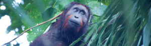 Young male orangutan being monitored by Hutan