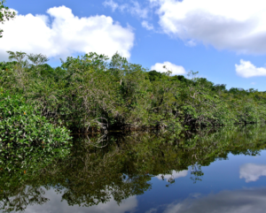 Strategic Land Purchase for the Cotton-top Tamarin – Rainforest Trust